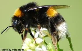 Attēlu rezultāti vaicājumam “Bombus terrestris”