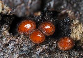 Attēlu rezultāti vaicājumam “Scutellinia scutellata”