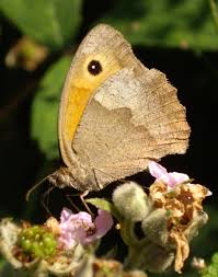 Attēlu rezultāti vaicājumam “Maniola jurtina”