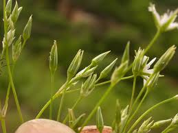 Attēlu rezultāti vaicājumam “Stellaria palustris leaf”