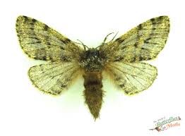 Attēlu rezultāti vaicājumam “Phigalia pilosaria”