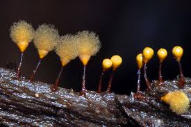 Attēlu rezultāti vaicājumam “Hemitrichia calyculata”