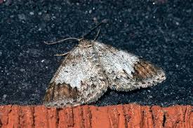 Attēlu rezultāti vaicājumam “Venusia blomeri”