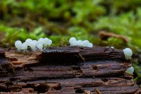 Attēlu rezultāti vaicājumam “Arcyria cinerea macro”