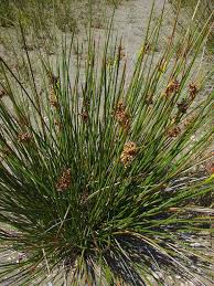 Attēlu rezultāti vaicājumam “Juncus nastanthus”