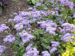 Image result for Ageratum mexicanum