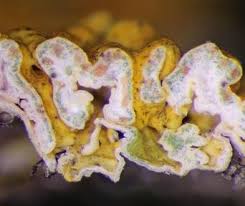 Attēlu rezultāti vaicājumam “Lichenoconium xanthoriae”