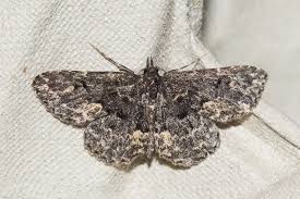 Attēlu rezultāti vaicājumam “Parascotia fuliginaria”