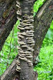 Attēlu rezultāti vaicājumam “Trichaptum abietinum”