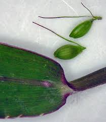 Attēlu rezultāti vaicājumam “Setaria viridis fruit”