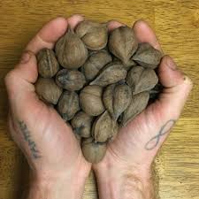 Attēlu rezultāti vaicājumam “Juglans ailanthifolia”