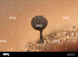 Attēlu rezultāti vaicājumam “Paradiacheopsis sp.”