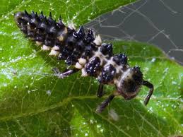 Attēlu rezultāti vaicājumam “Calvia decemguttata larva”