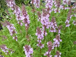 Attēlu rezultāti vaicājumam “Stachys palustris”