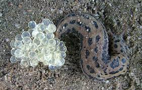 Attēlu rezultāti vaicājumam “Limax maximus”