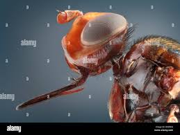 Attēlu rezultāti vaicājumam “Conopidae”