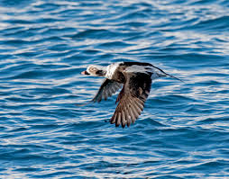 Attēlu rezultāti vaicājumam “Clangula hyemalis male”