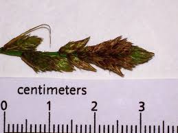 Attēlu rezultāti vaicājumam “Carex disticha”