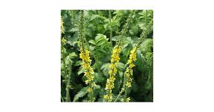 Image result for Agrimonia eupatoria