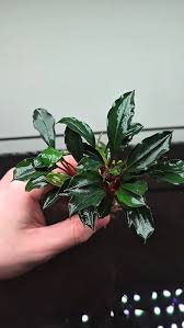 Risultati immagini per bucephalandra pinoh red stem