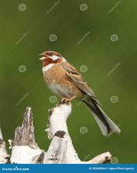 Image result for Emberiza leucocephalos