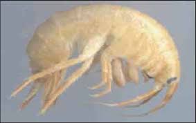 Attēlu rezultāti vaicājumam “Amphipoda”