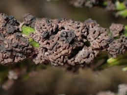 Attēlu rezultāti vaicājumam “Fuligo gyrosa macro”