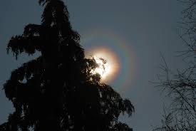 Attēlu rezultāti vaicājumam “pollen corona”