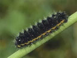 Attēlu rezultāti vaicājumam “Saturnia pavonia larva”