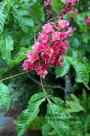 Attēlu rezultāti vaicājumam “Aesculus x hybrida flower”