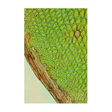 Attēlu rezultāti vaicājumam “Cinclidium stygium”