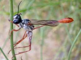 Attēlu rezultāti vaicājumam “Ammophila sp.”