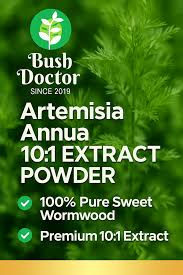 Image result for Artemisia annua