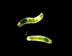Attēlu rezultāti vaicājumam “Mamestra brassicae larva”