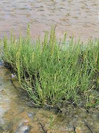 Attēlu rezultāti vaicājumam “Triglochin maritimum”