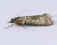 Attēlu rezultāti vaicājumam “Diurnea fagella”