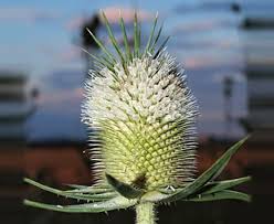 Image result for Dipsacus laciniatus