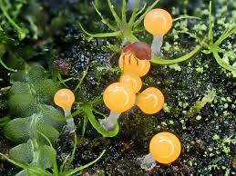 Attēlu rezultāti vaicājumam “Trichia crateriformis stalked”