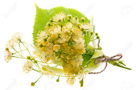 Attēlu rezultāti vaicājumam “Tilia cordata flower”