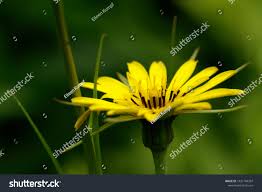 Attēlu rezultāti vaicājumam “Tragopogon pratensis subsp. pratensis bud”