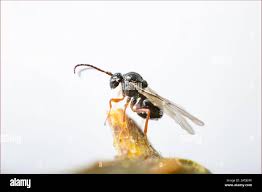 Attēlu rezultāti vaicājumam “Diastrophus rubi”