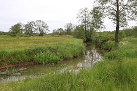 Attēlu rezultāti vaicājumam “Glyceria fluitans”