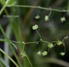 Attēlu rezultāti vaicājumam “Veronica scutellata flower”