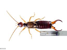 Attēlu rezultāti vaicājumam “Forficula auricularia male”