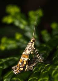 Attēlu rezultāti vaicājumam “Gracillaria syringella”