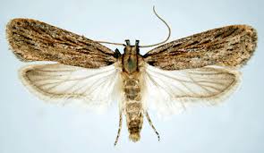 Attēlu rezultāti vaicājumam “Depressaria olerella imago”