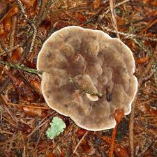 Attēlu rezultāti vaicājumam “Onnia triquetra”