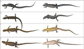 Attēlu rezultāti vaicājumam “Lacerta vivipara female”