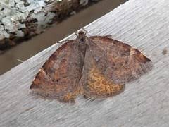 Attēlu rezultāti vaicājumam “Epirranthis diversata”