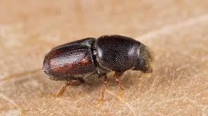 Attēlu rezultāti vaicājumam “Scolytus scolytus, Scolytus multistriatus”